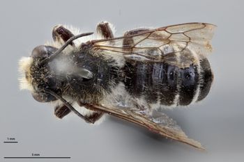 Media type: image;   Entomology 791130 Aspect: habitus dorsal view
